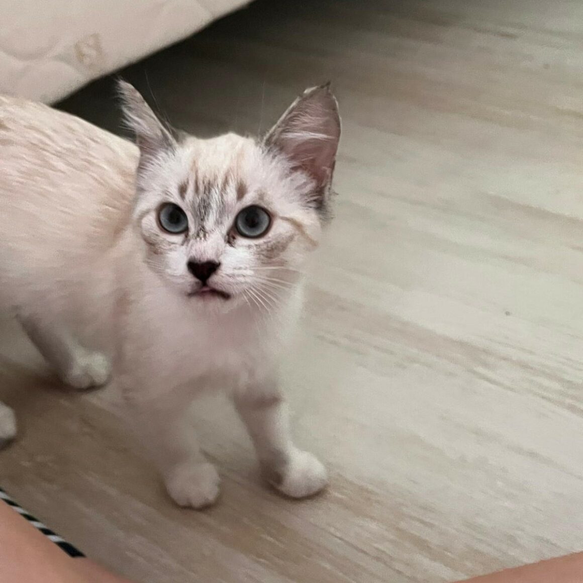 AMIRA – Chaton