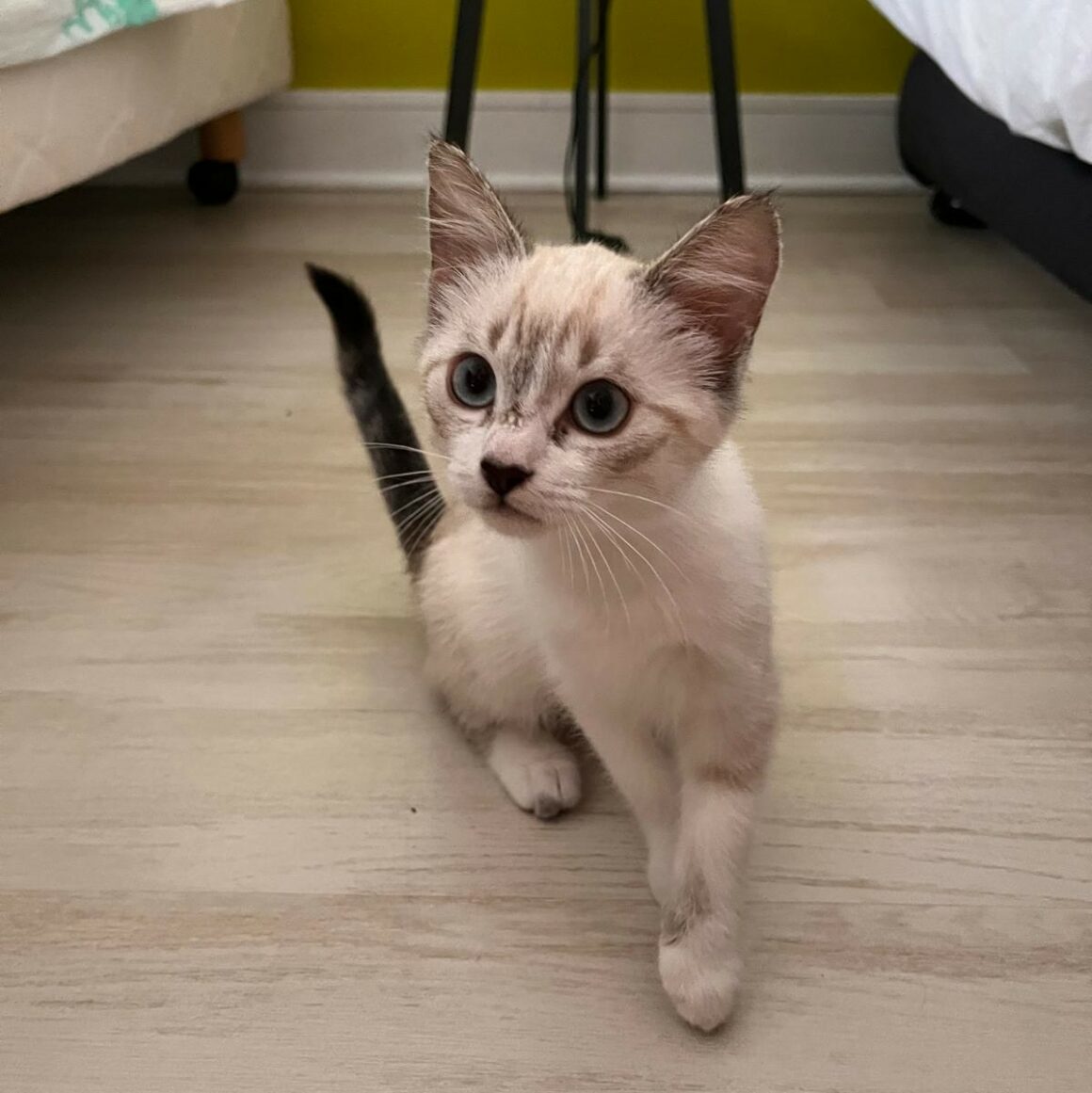 AMIRA – Chaton