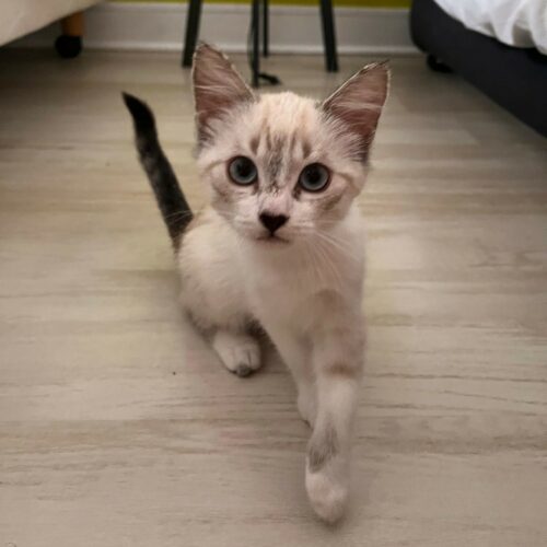 AMIRA – Chaton