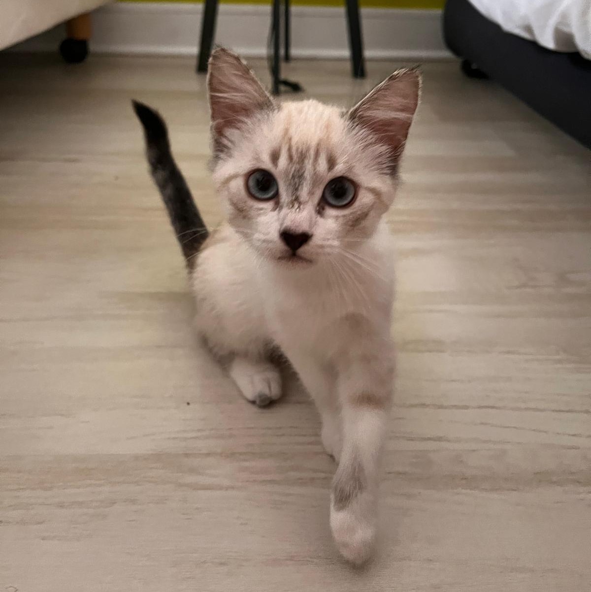 AMIRA – Chaton adoptée