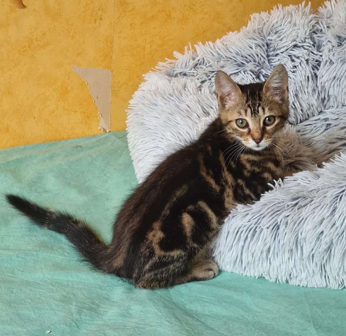 ANAKIN – chaton réservé
