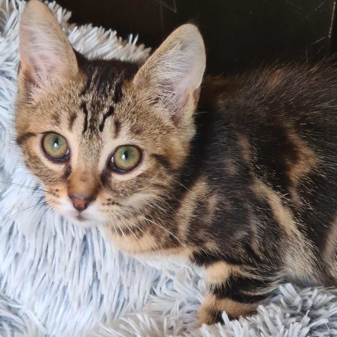 ANAKIN – chaton réservé