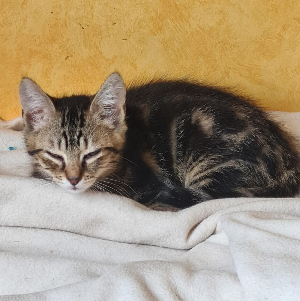 ANAKIN – chaton réservé
