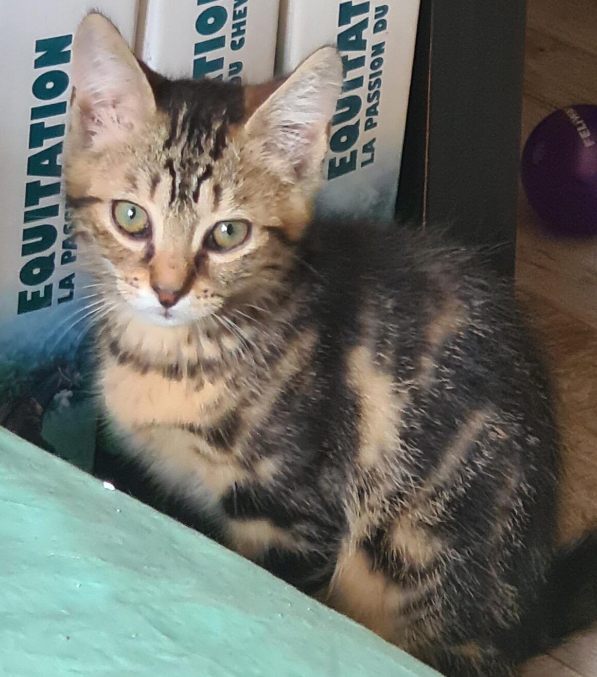 ANAKIN – chaton réservé