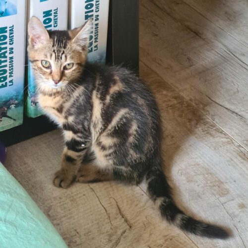 ANAKIN – chaton adopté