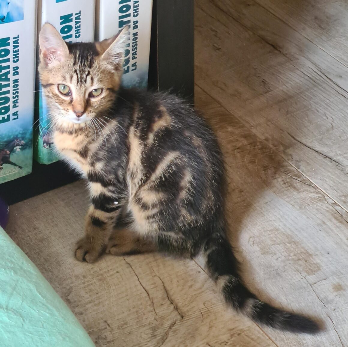 ANAKIN – chaton réservé