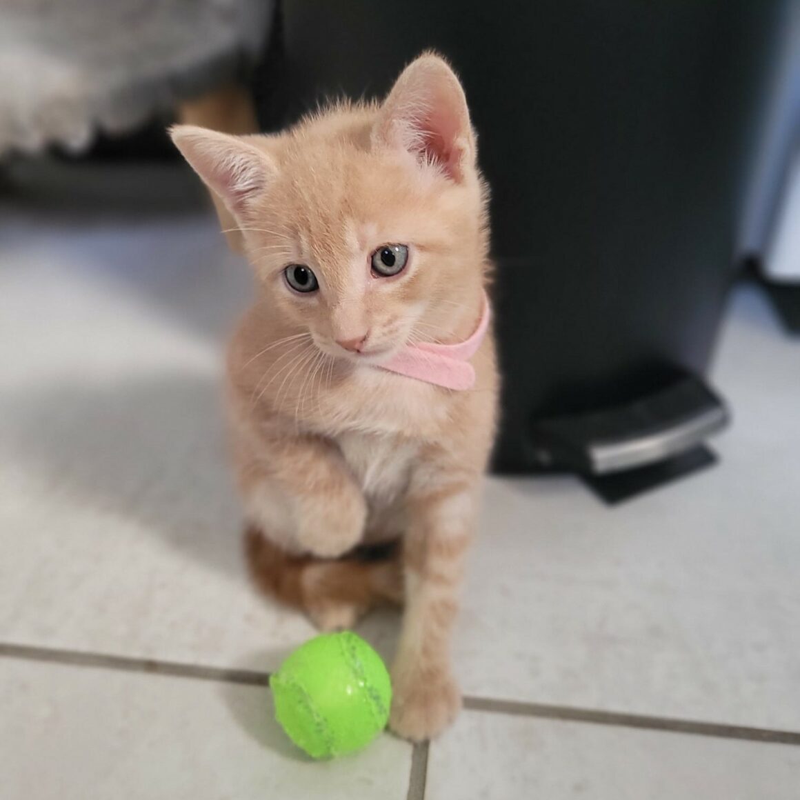 ARTHUR – chaton