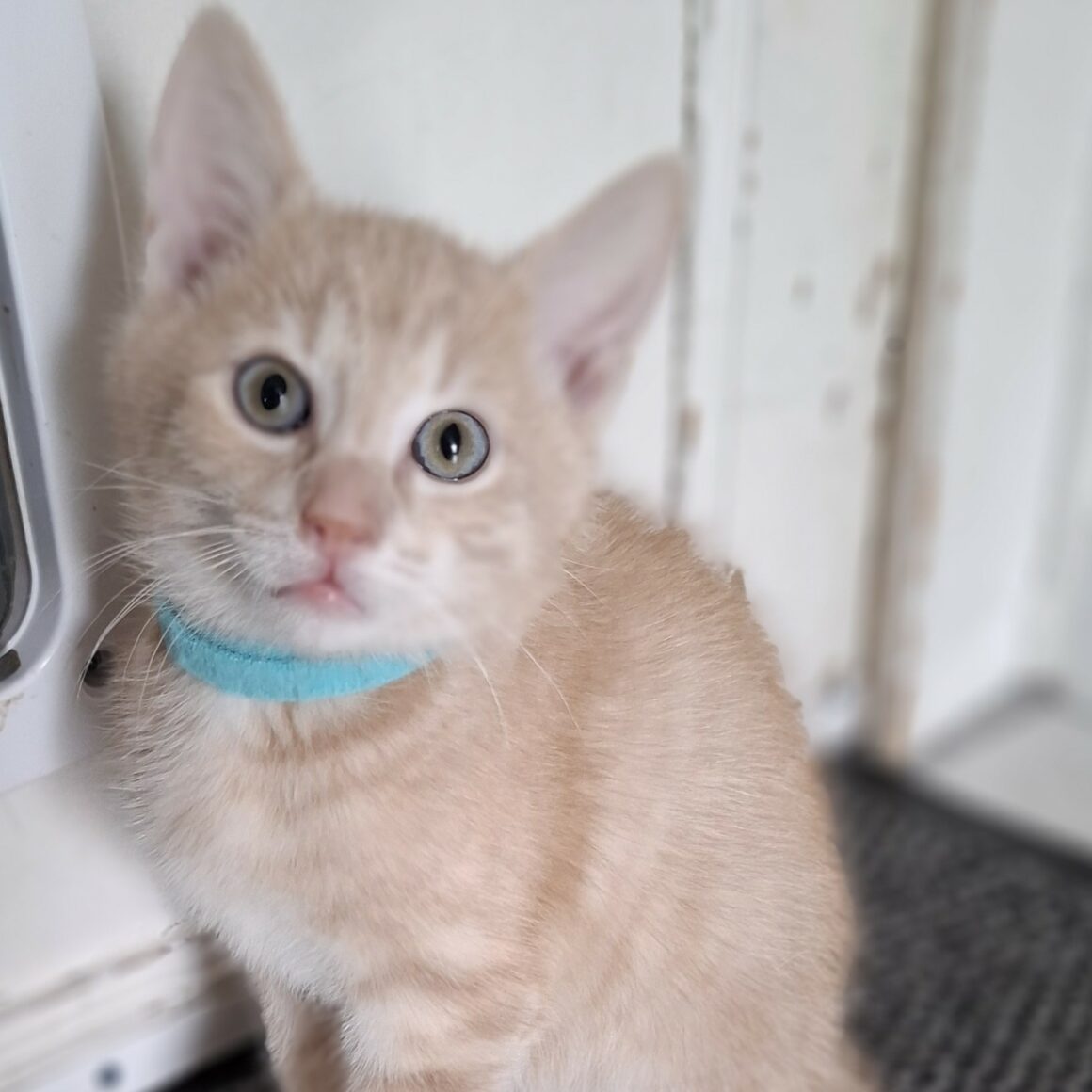 ANATOLE- chaton adopté