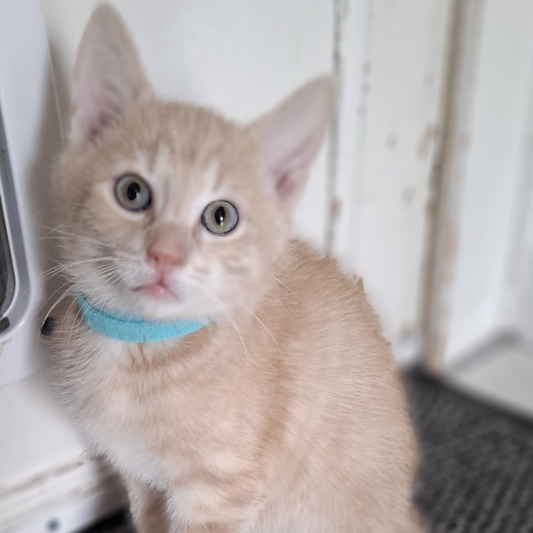 ANATOLE- chaton adopté