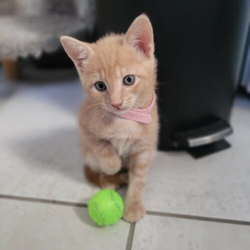ARTHUR – chaton