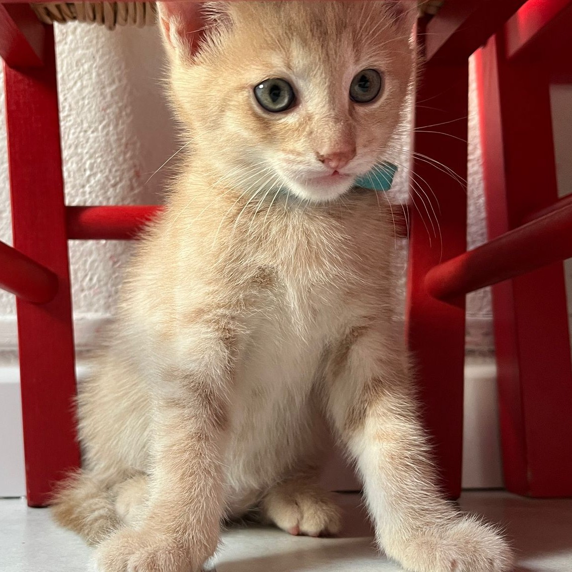 ANATOLE- chaton