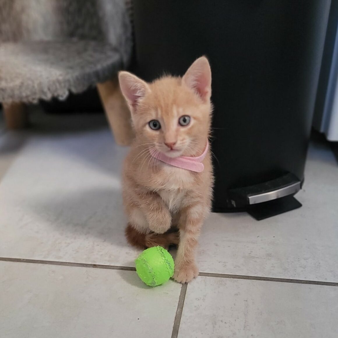 ARTHUR – chaton