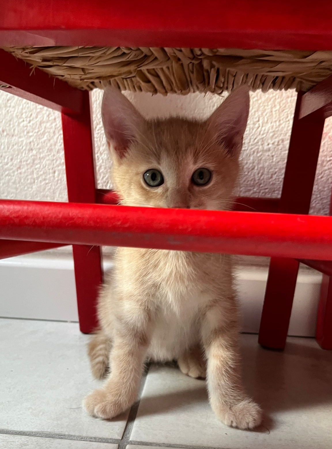 ANATOLE- chaton