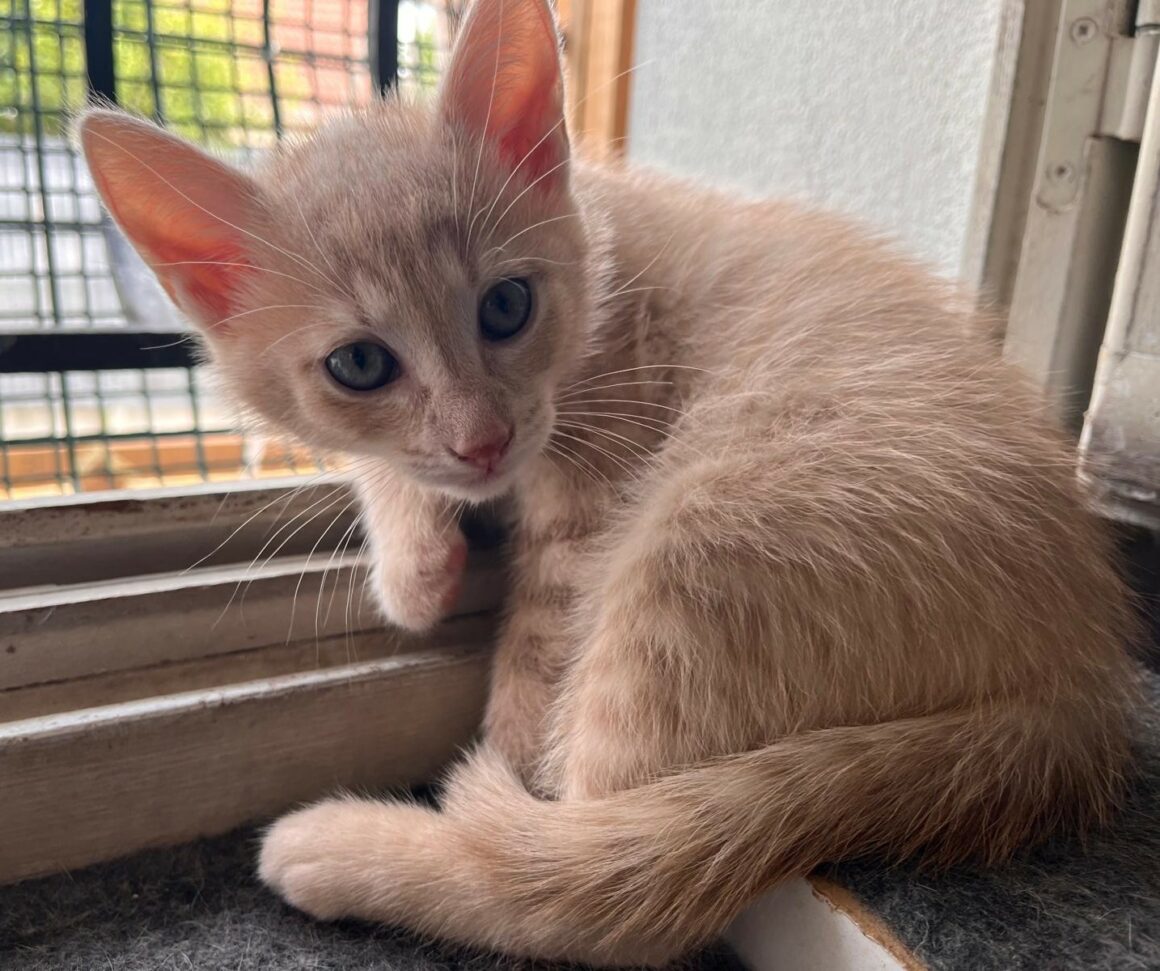 ANATOLE- chaton