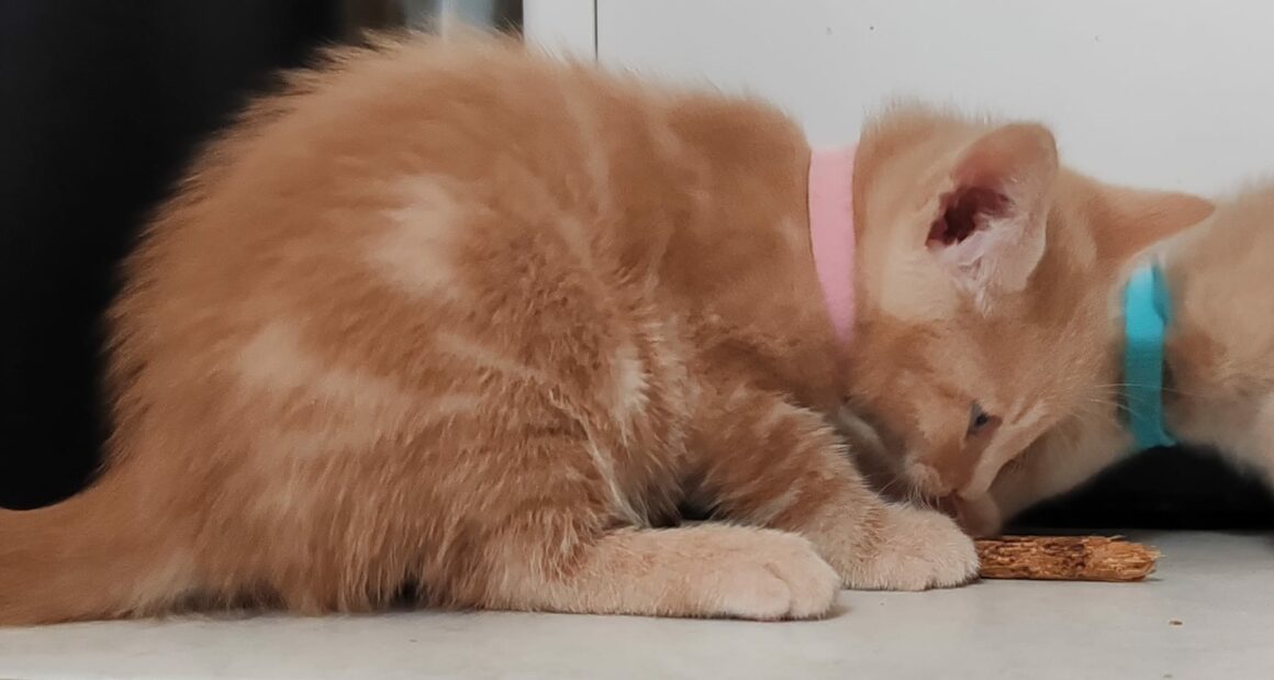 ARTHUR – chaton