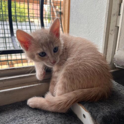 ANATOLE- chaton
