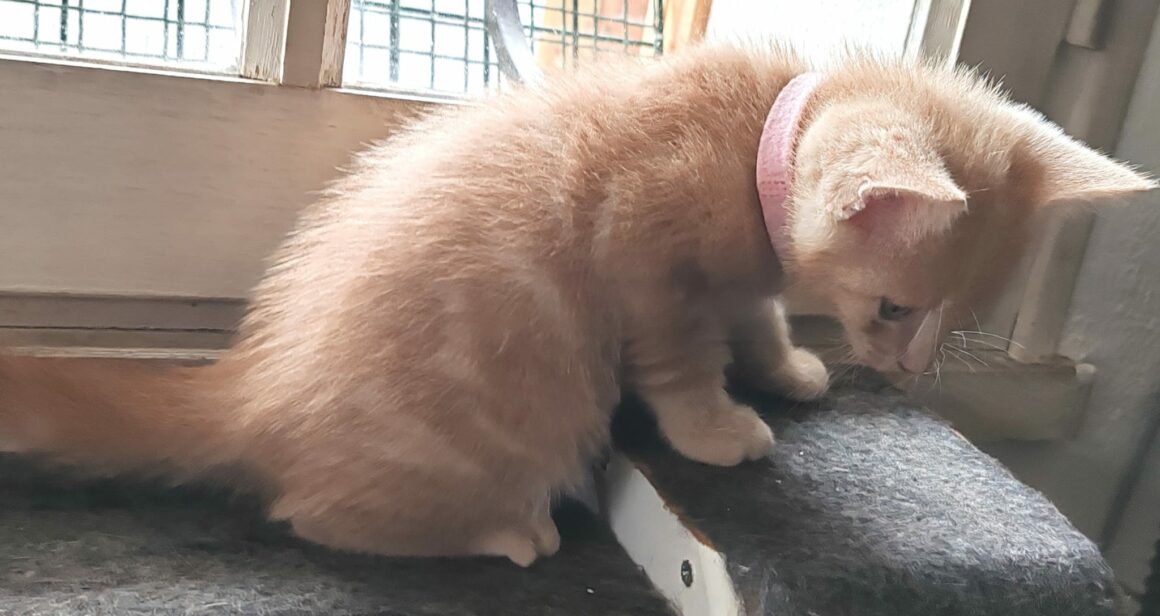 ARTHUR – chaton