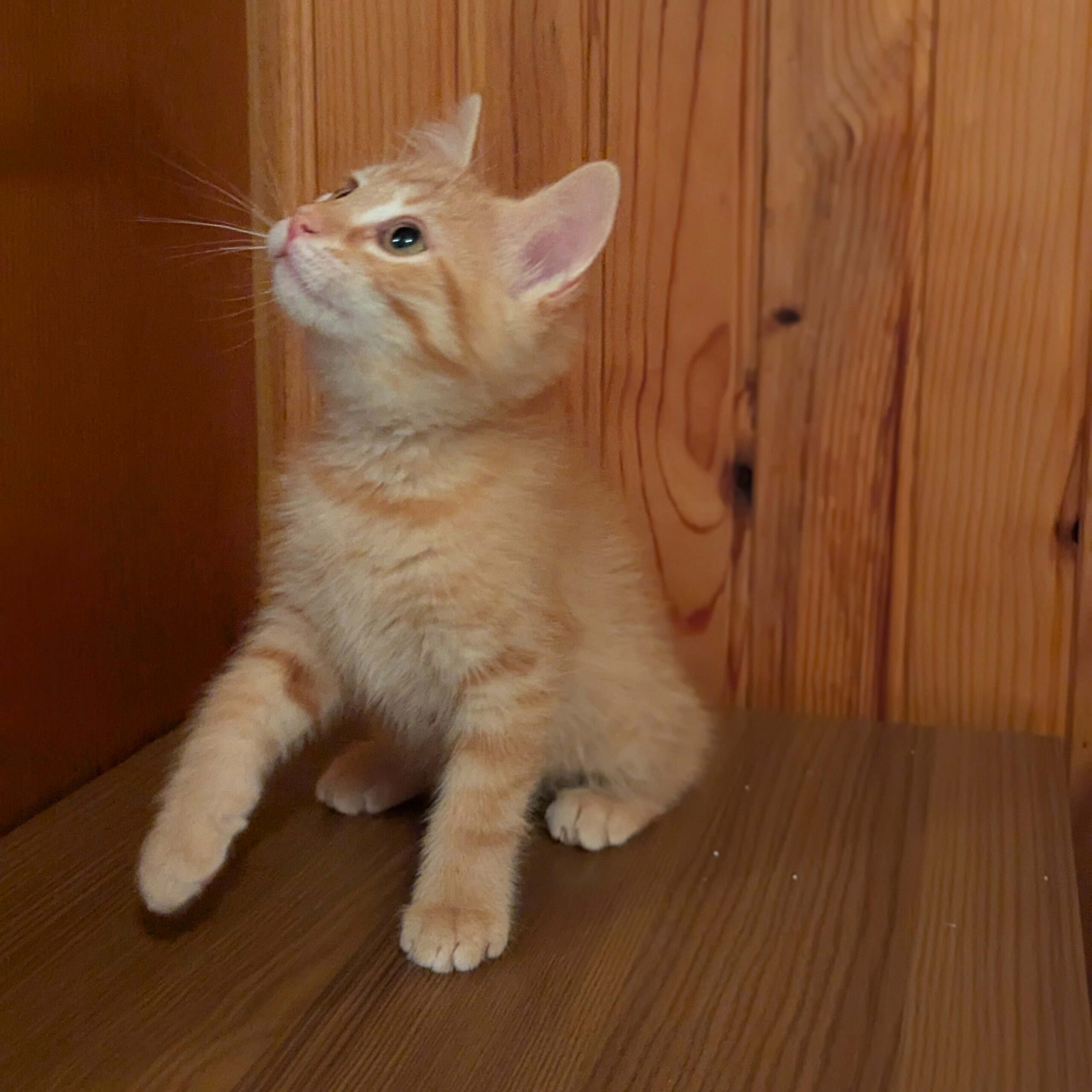 ANGELO – chaton adopté
