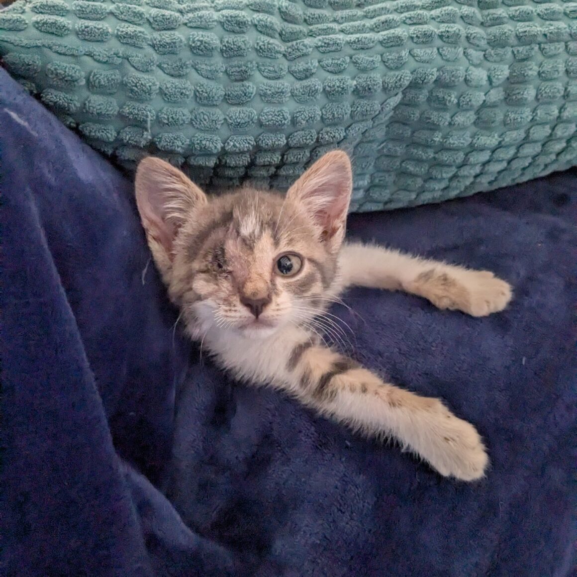 ANOÏ – Chaton