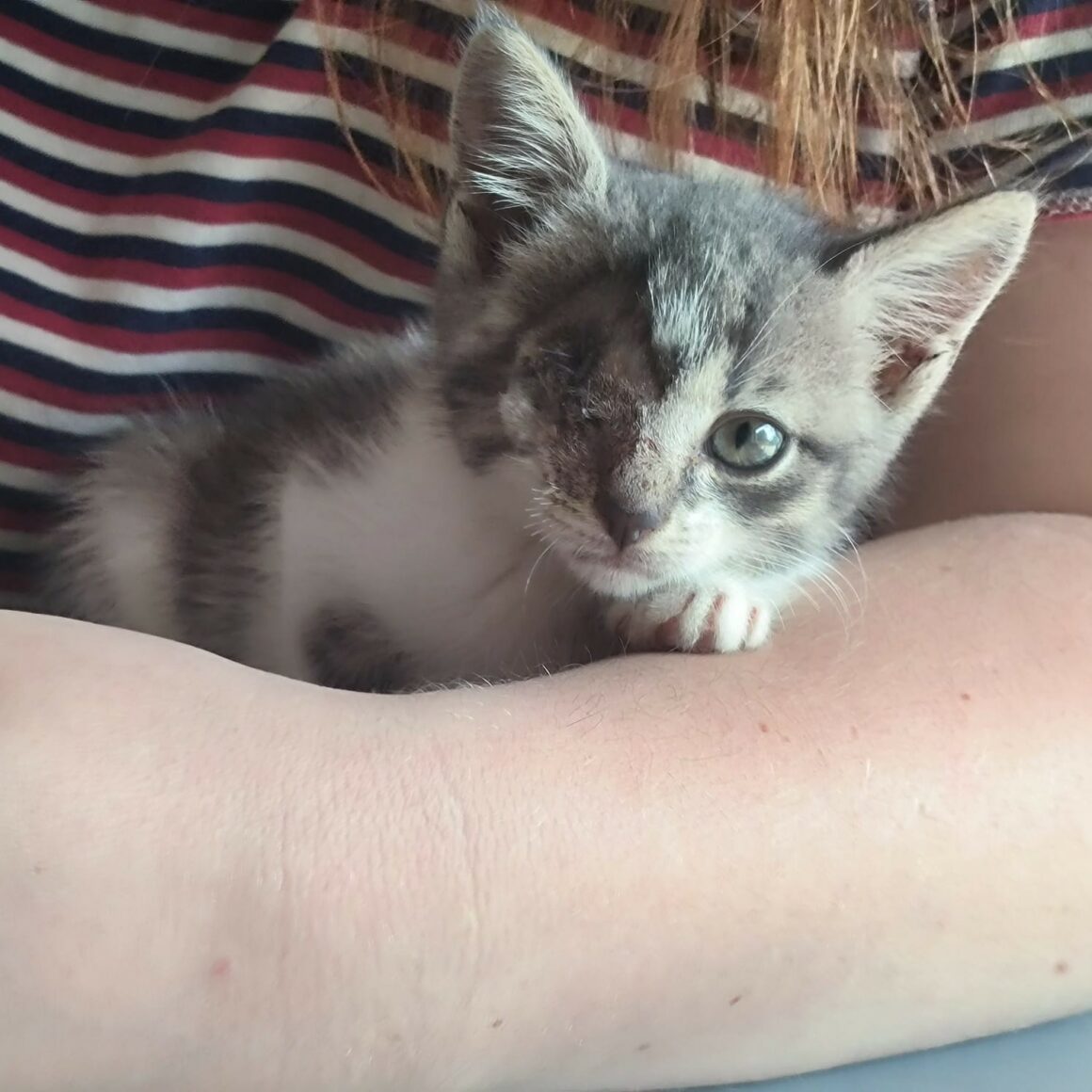 ANOÏ – Chaton