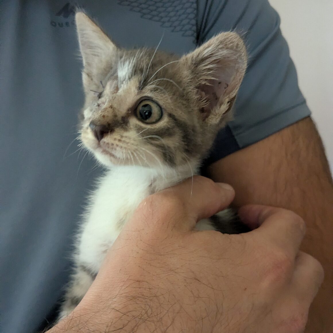 ANOÏ – Chaton