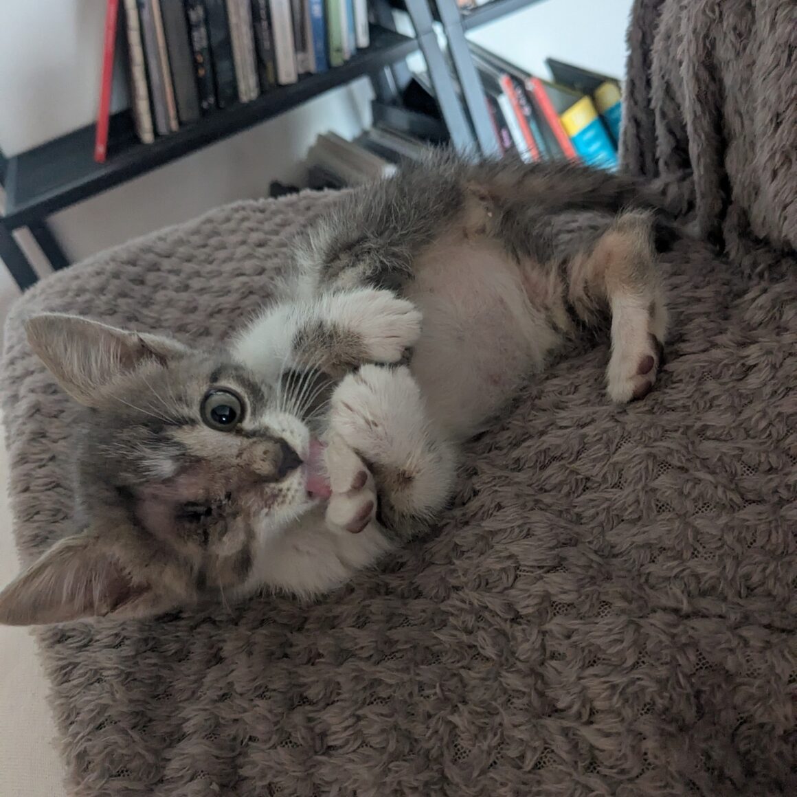ANOÏ – Chaton