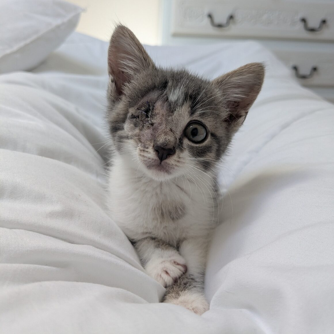 ANOÏ – Chaton