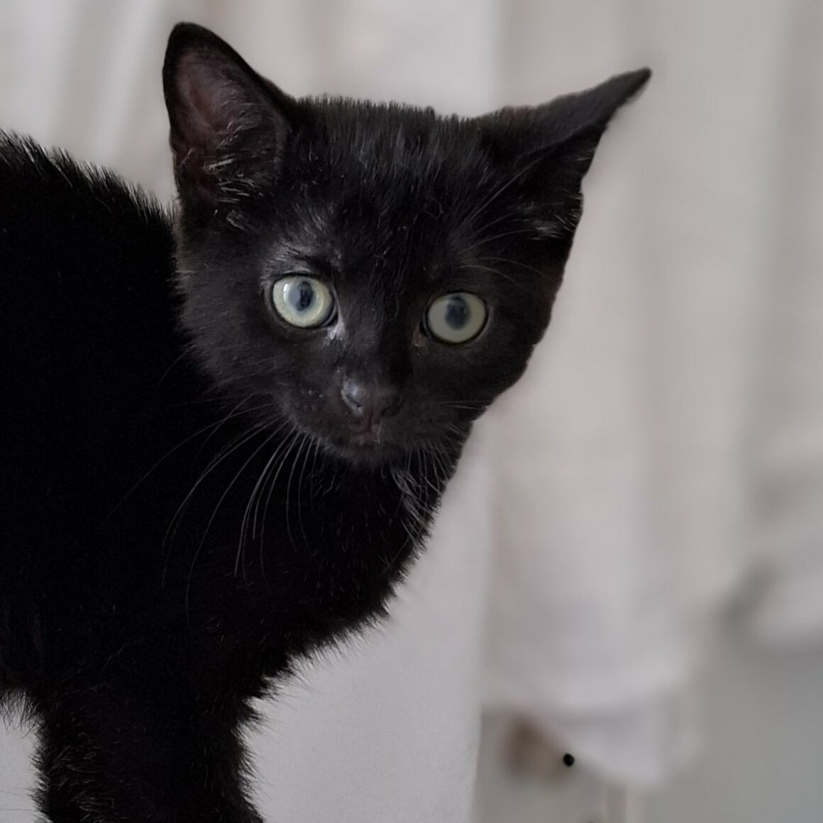 AQUALI (1) AQUALI – Chaton adoptée