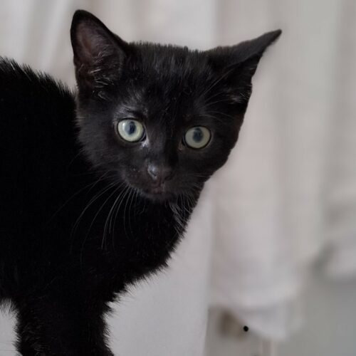 AQUALI – Chaton