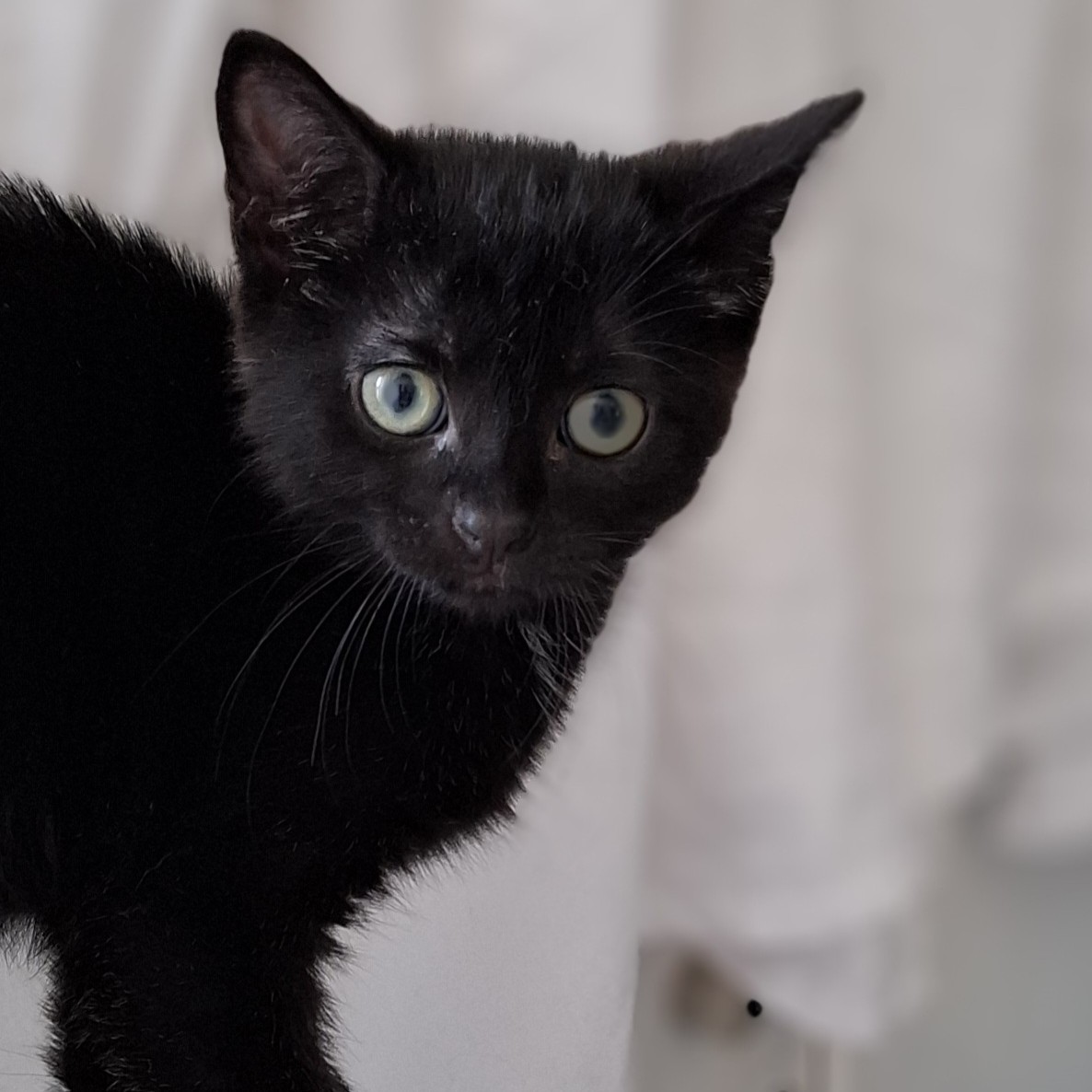 AQUALI – Chaton adoptée