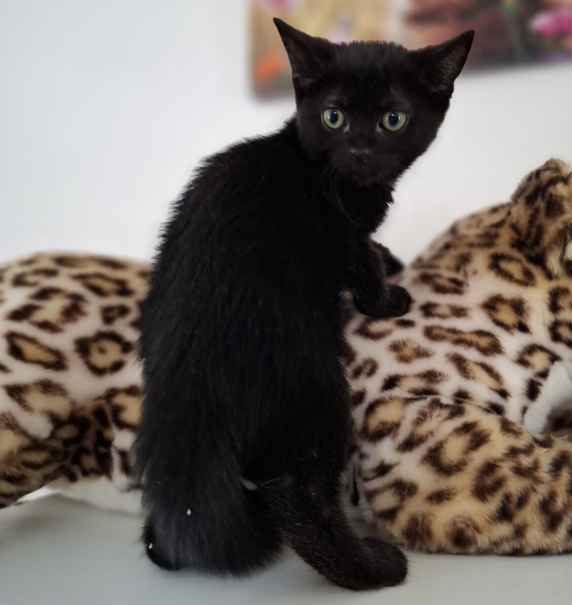 AQUALI – Chaton