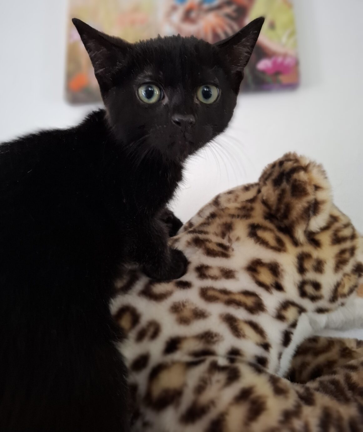 AQUALI – Chaton