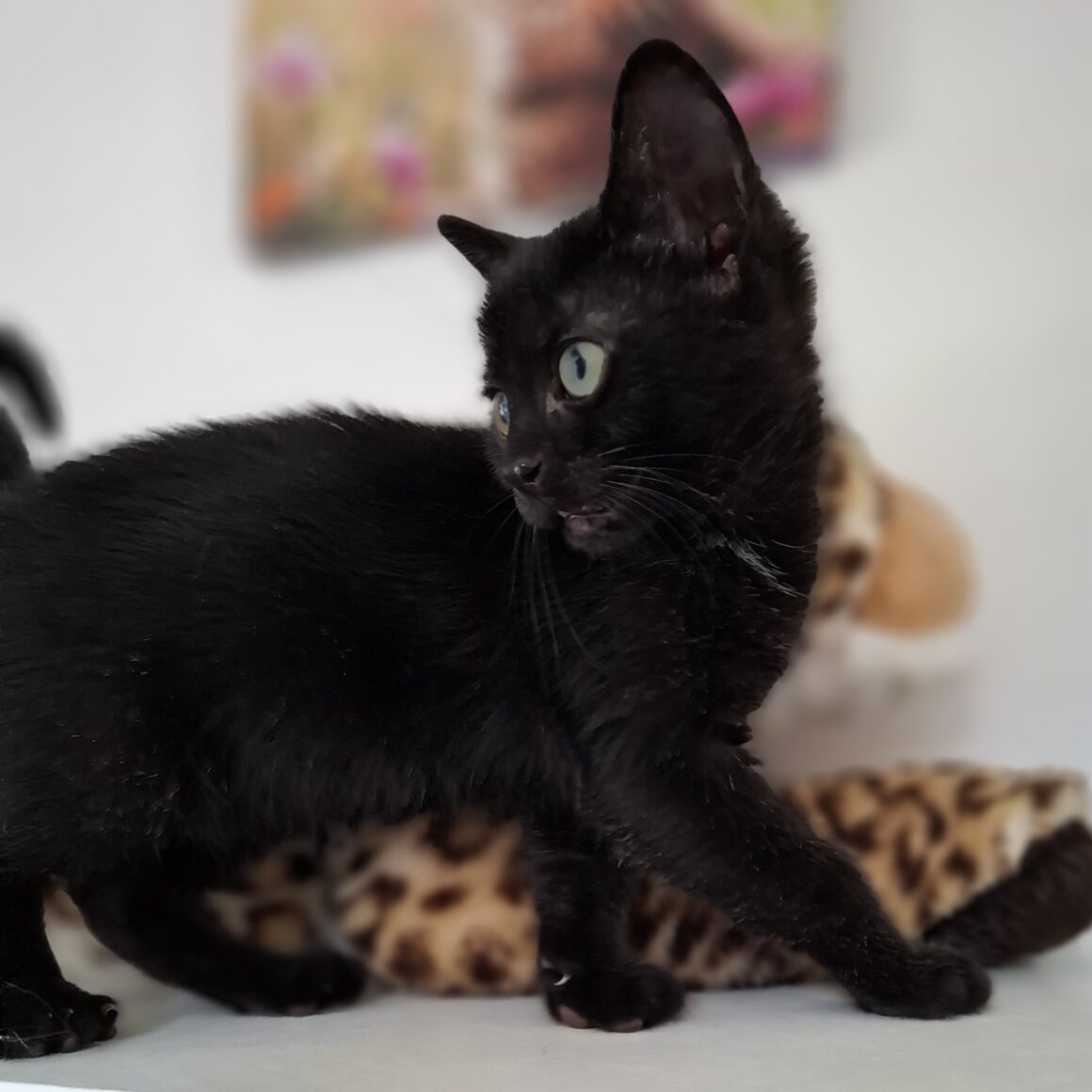 AQUALI – Chaton