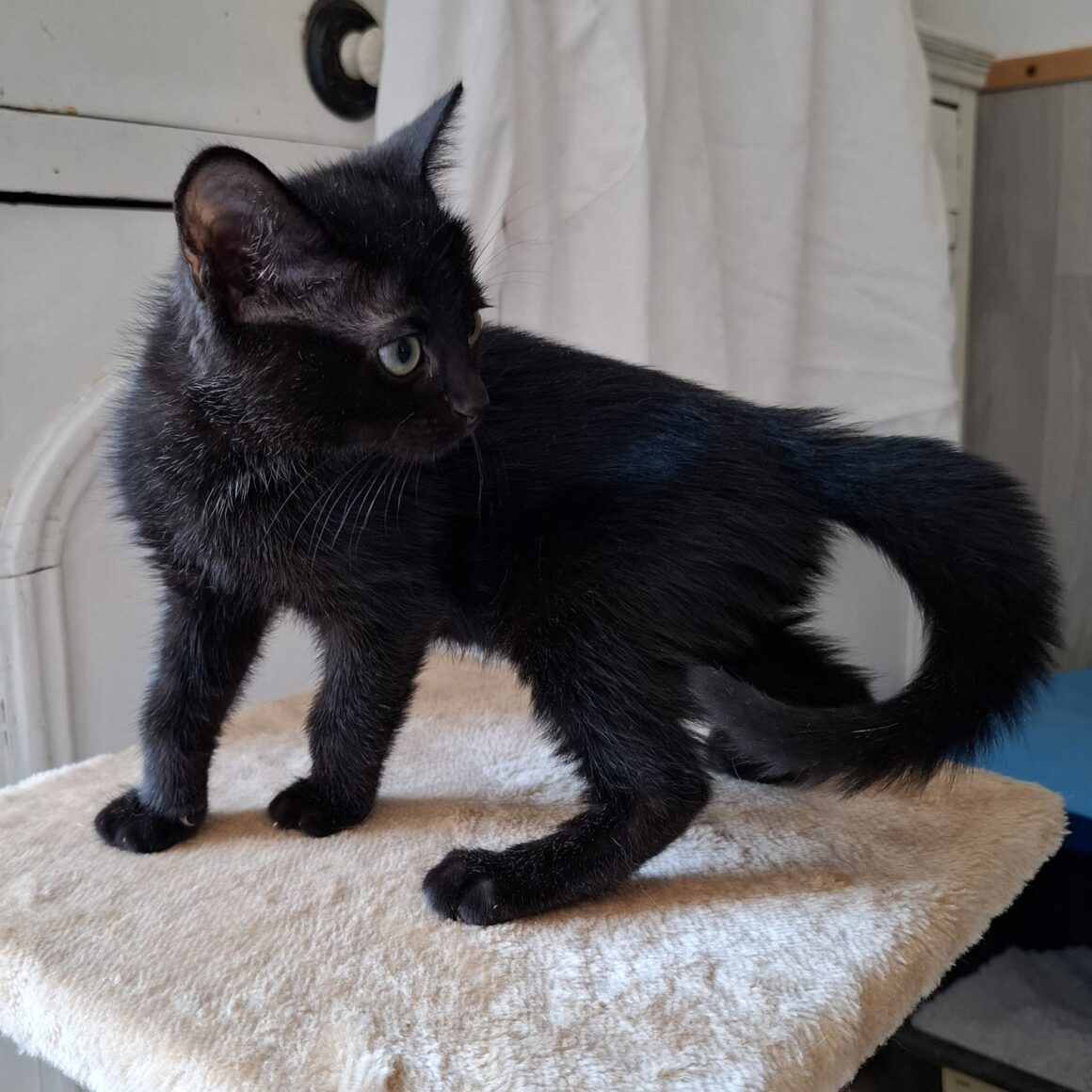 AQUALI – Chaton