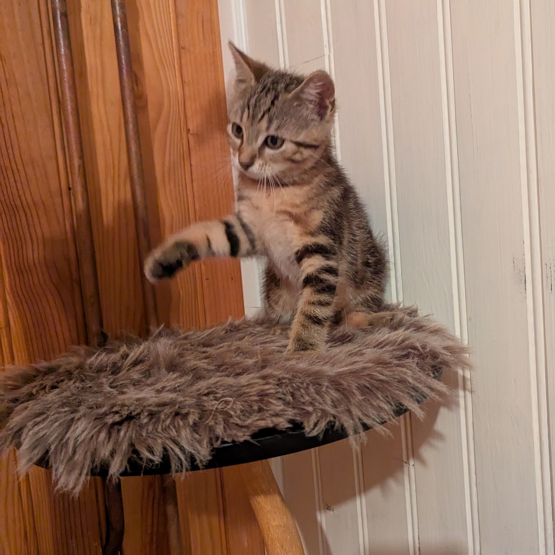 ARAMIS – chaton Adopté