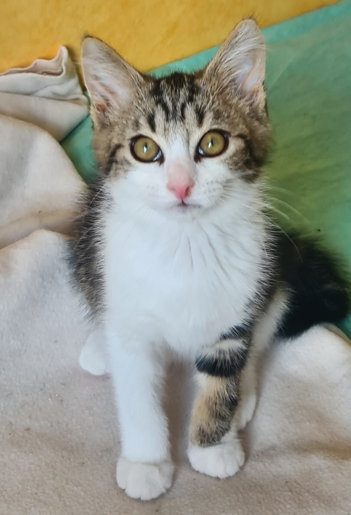 ARCHIBALD – chaton
