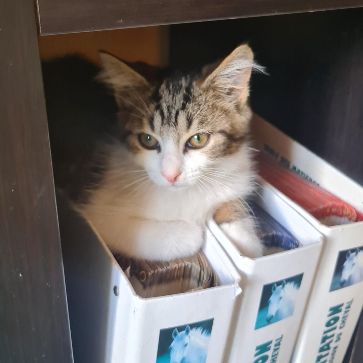 ARCHIBALD – chaton