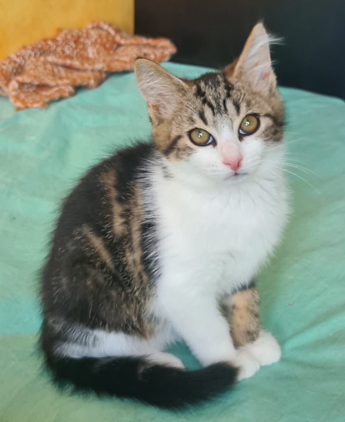 ARCHIBALD – chaton