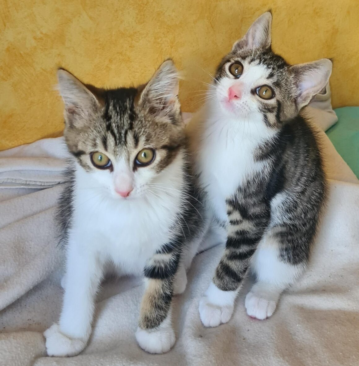 ARCHIBALD – chaton
