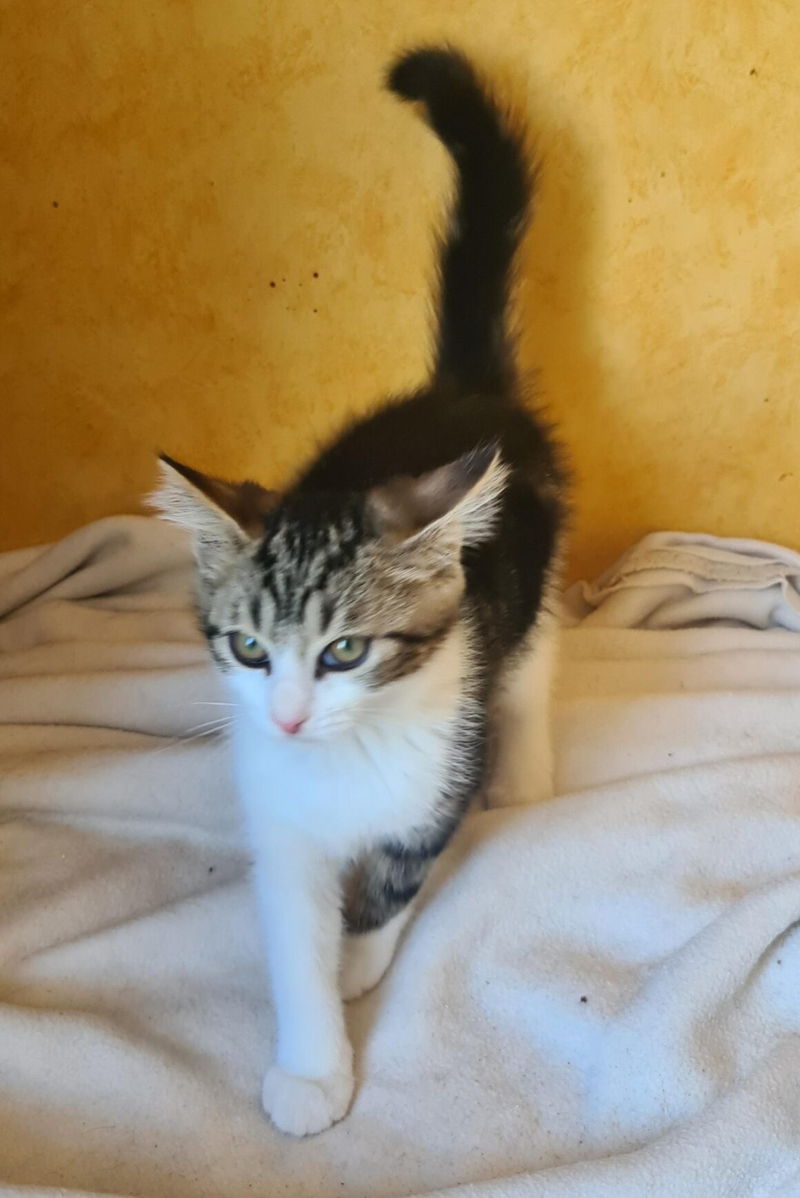 ARCHIBALD – chaton