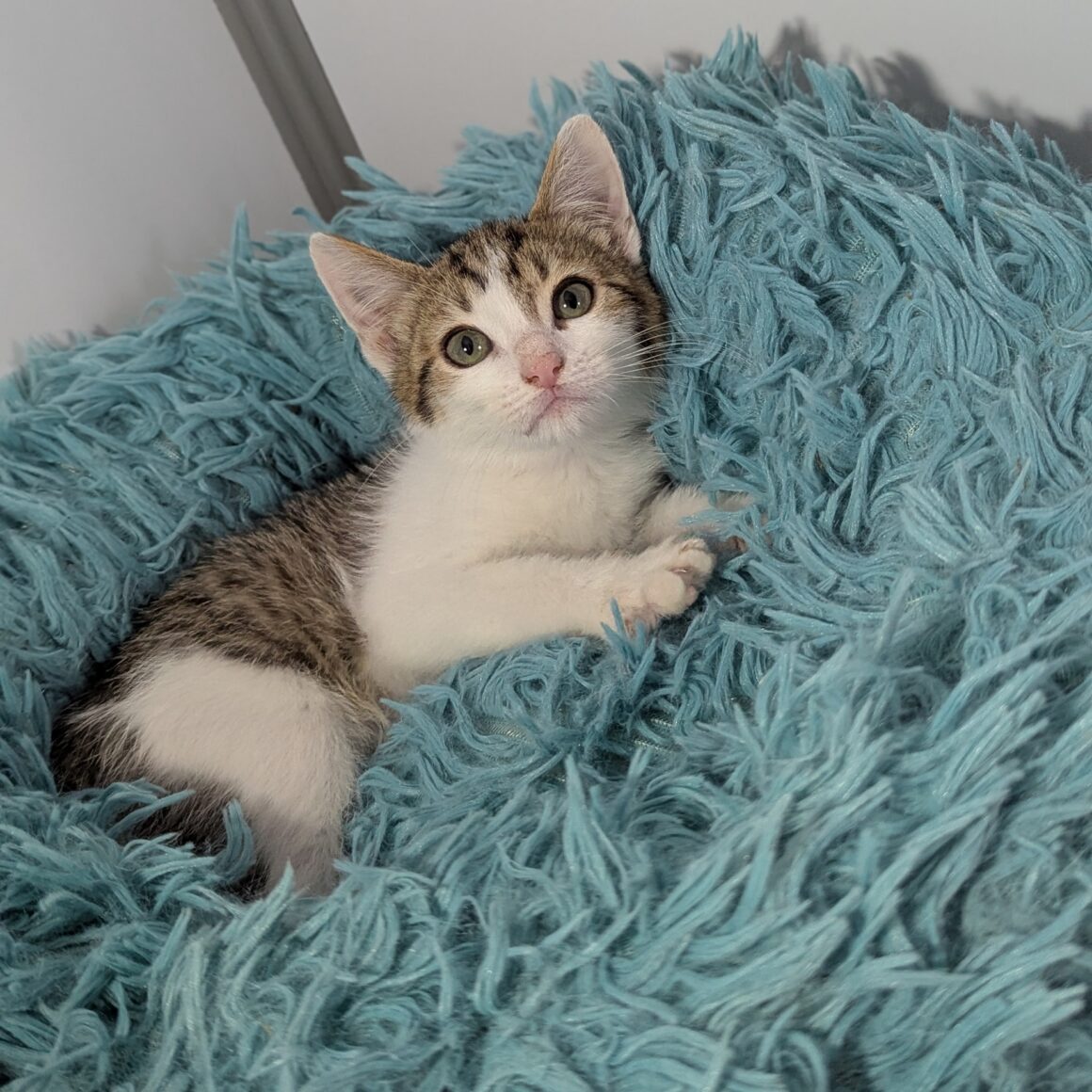 ARÈS – Chaton