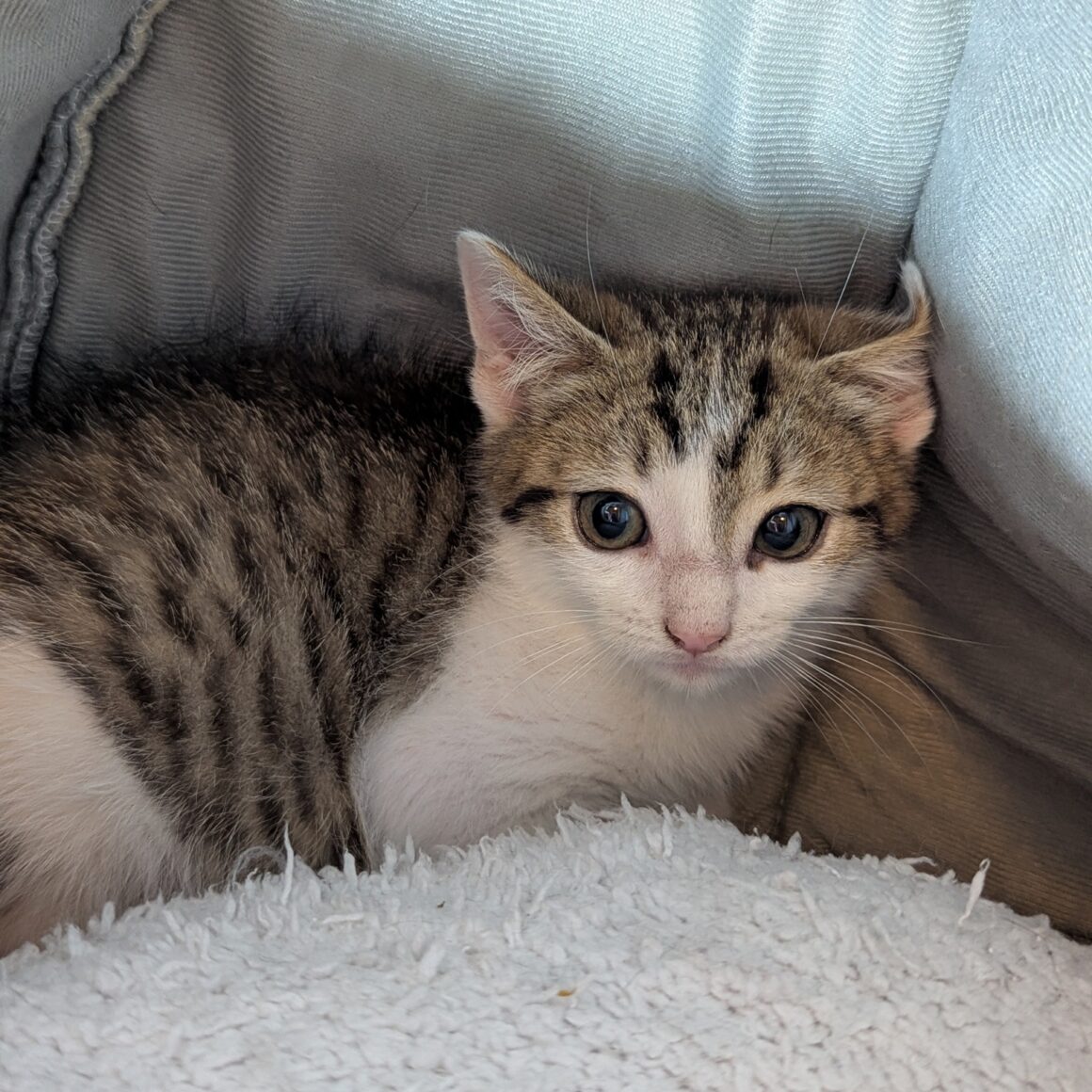 ARÈS – Chaton