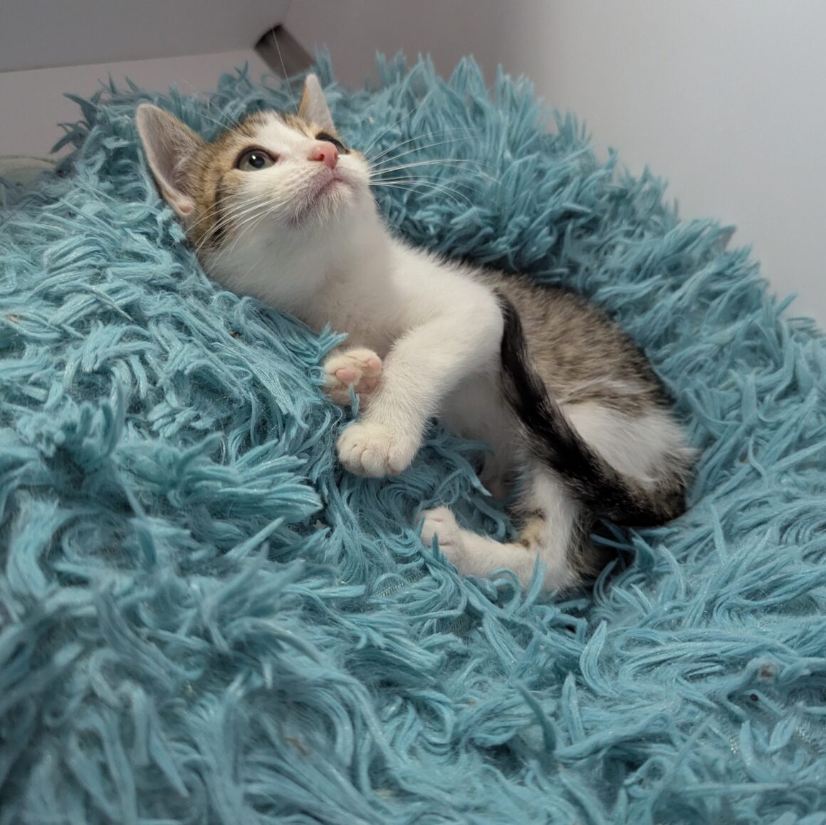 ARÈS – Chaton