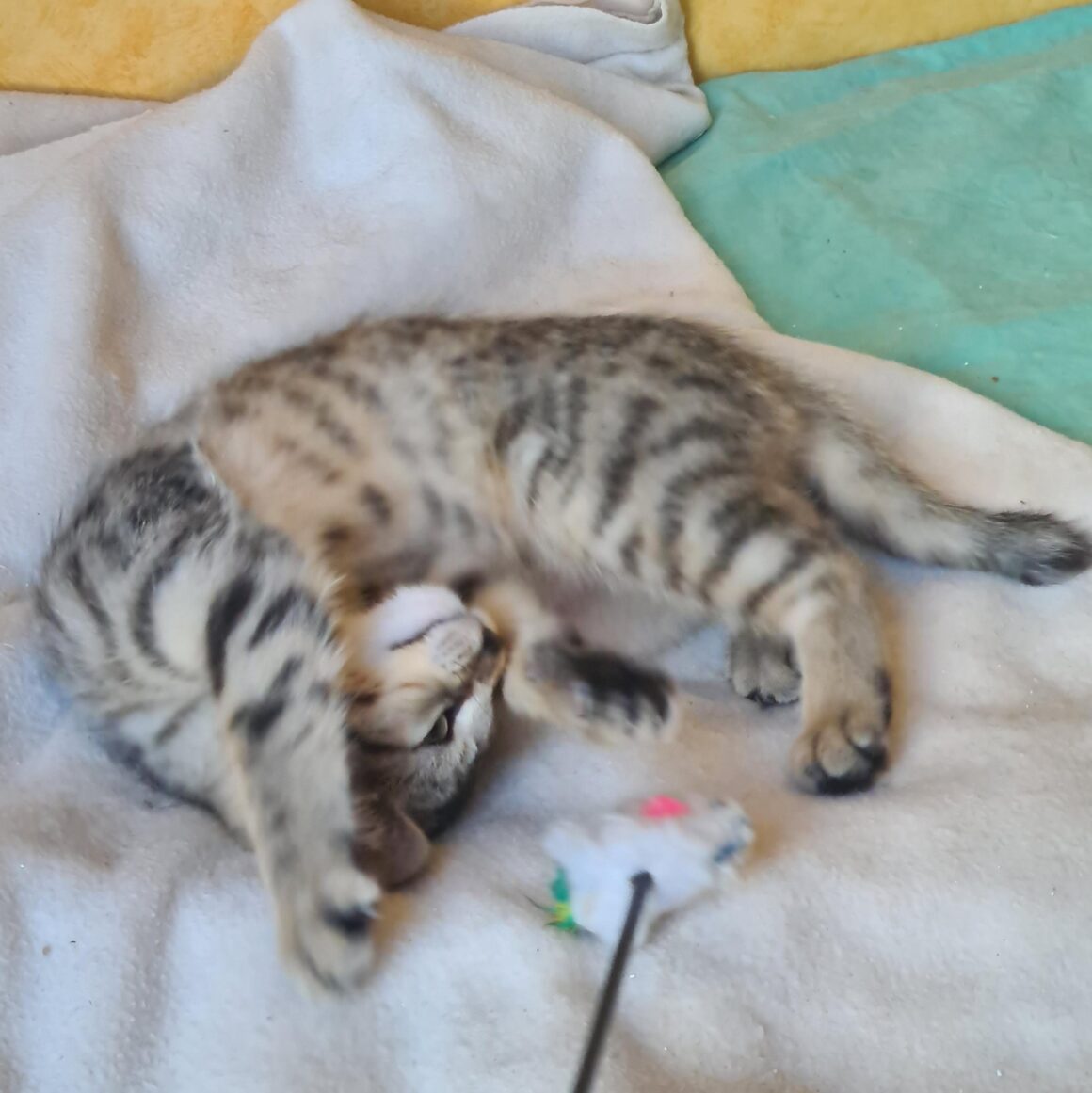 ARLETY – Chaton
