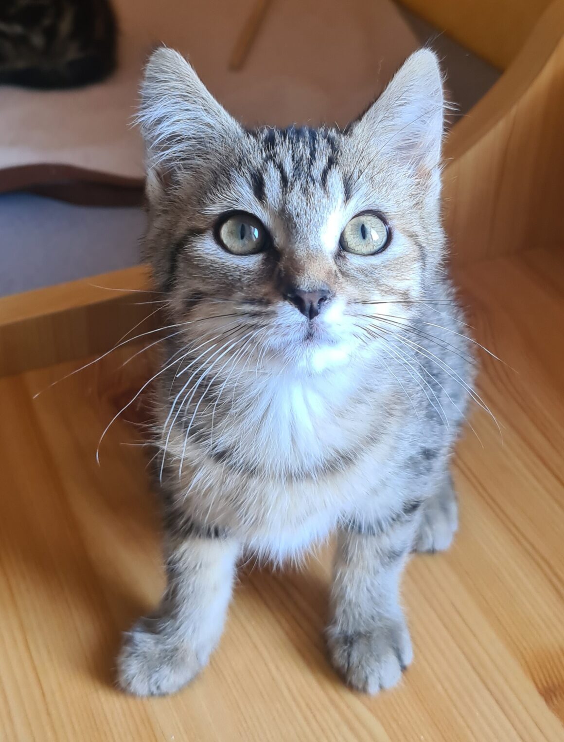 ARLETY – Chaton