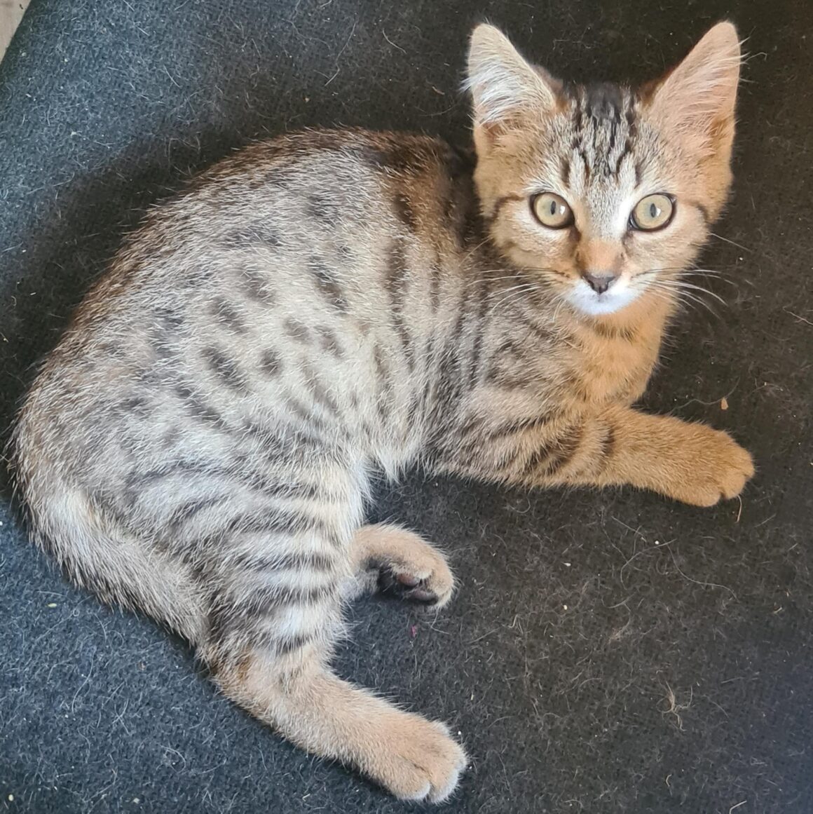 ARLETY – Chaton