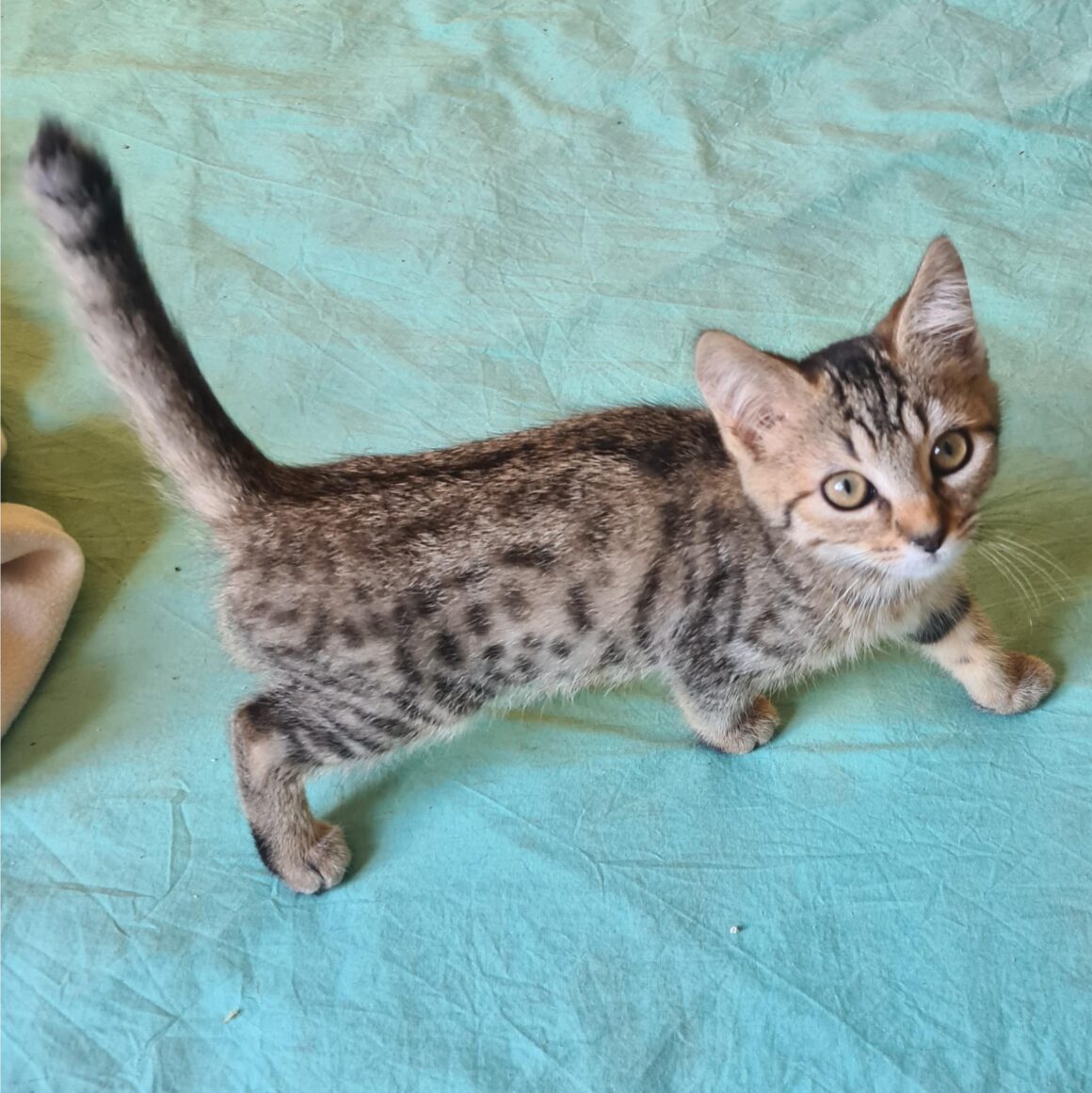 ARLETY – Chaton