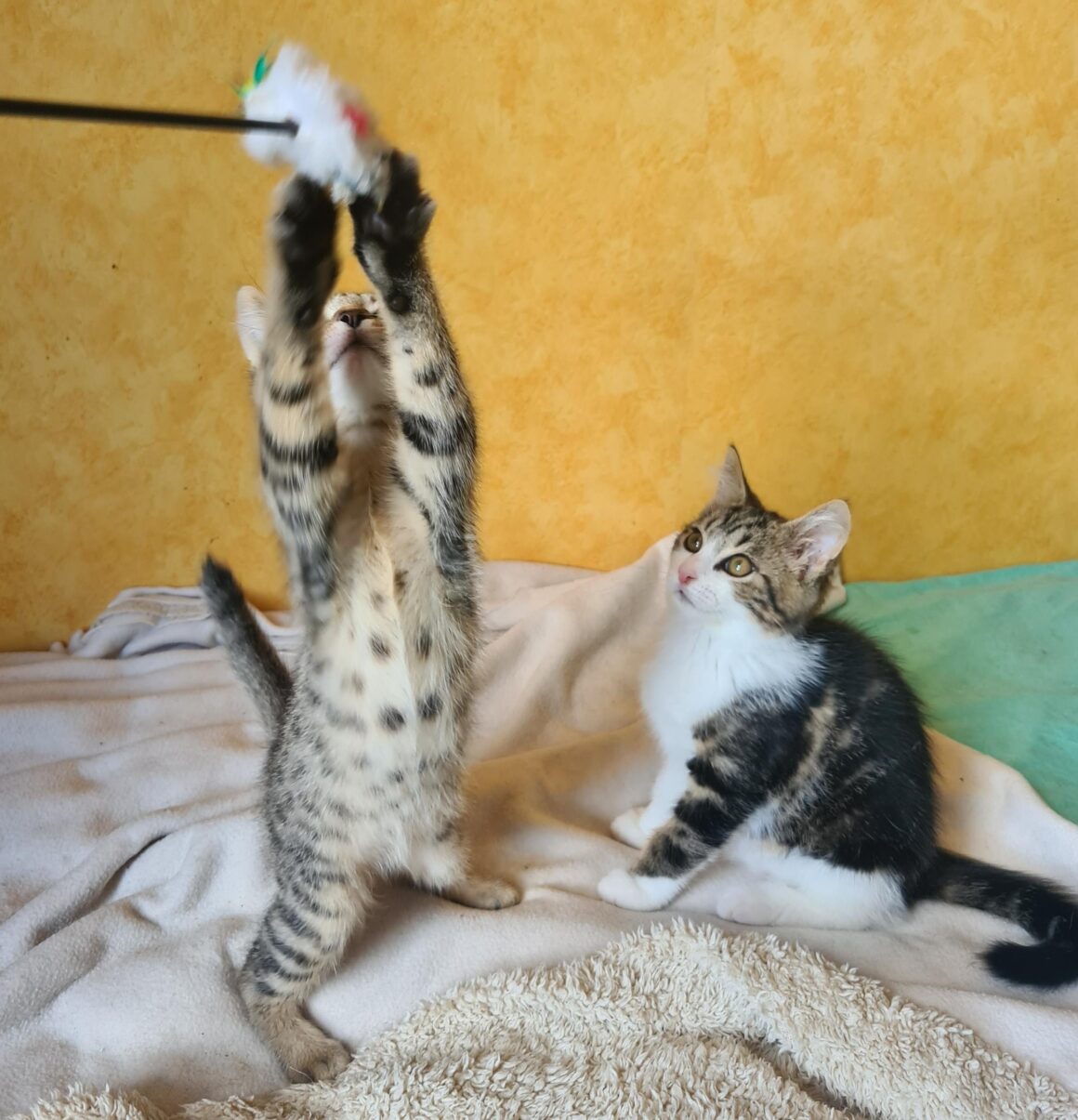 ARLETY – Chaton
