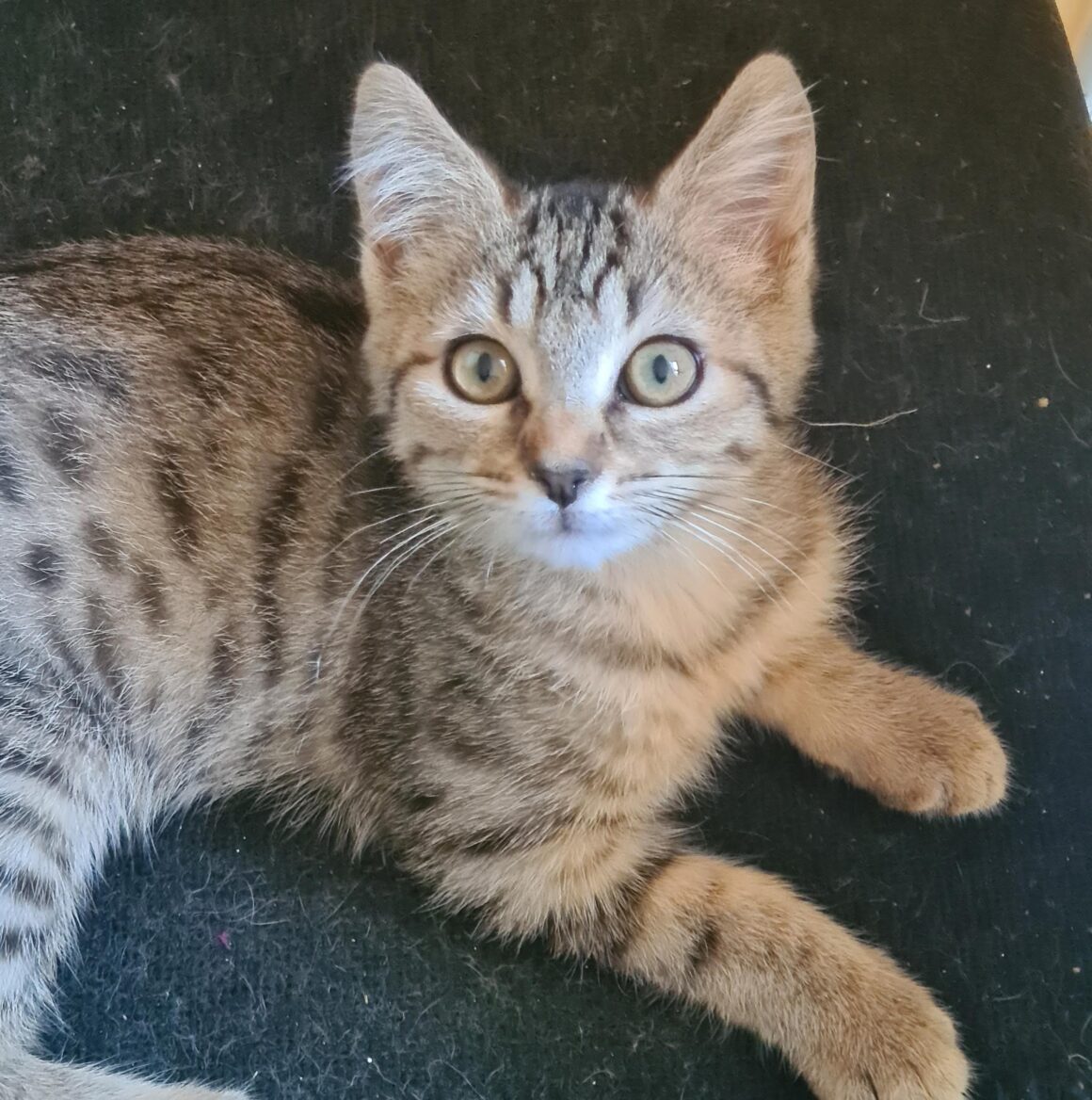 ARLETY – Chaton