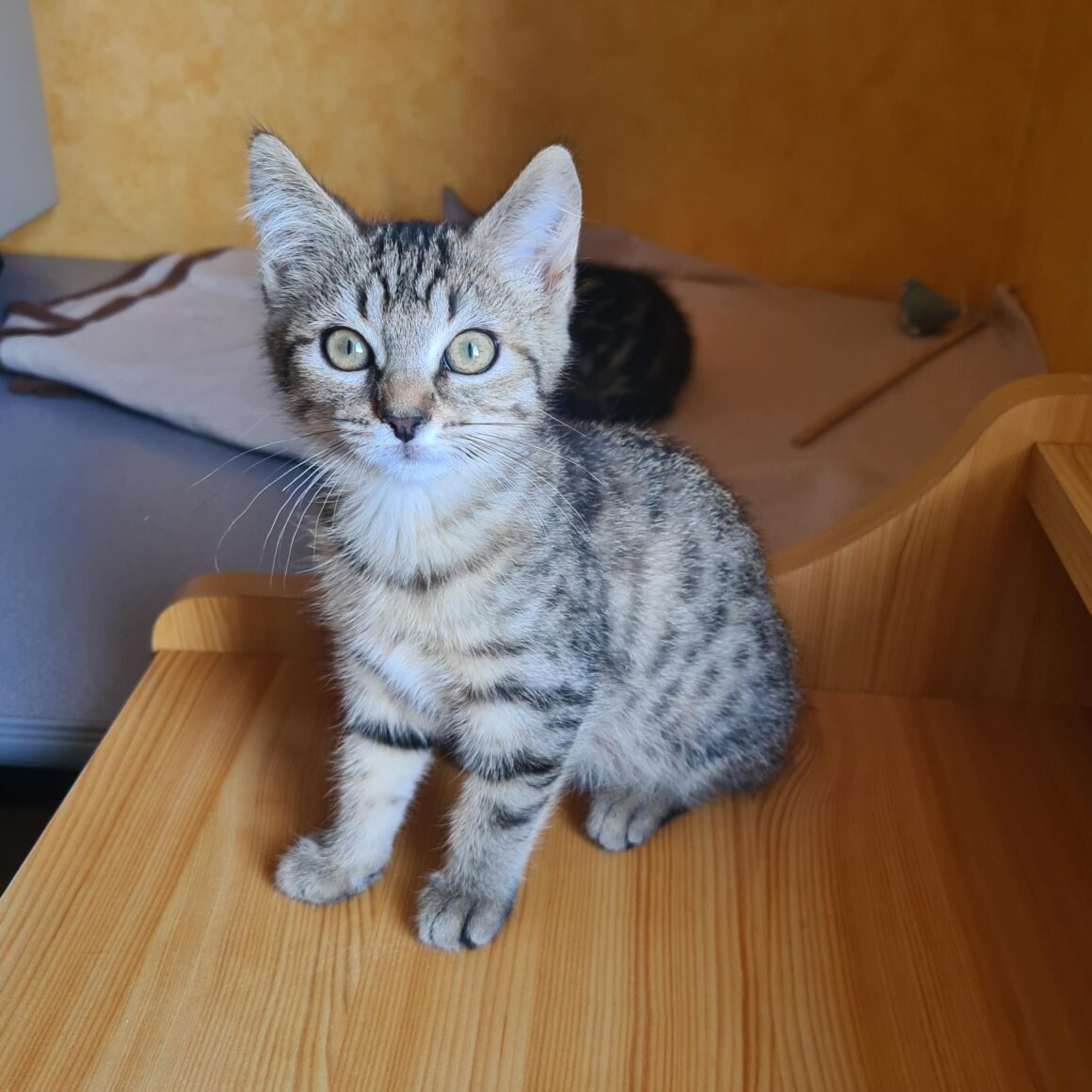 ARLETY – Chaton
